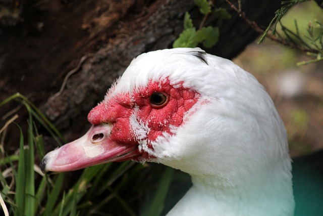 但这些胜利 但这些胜利